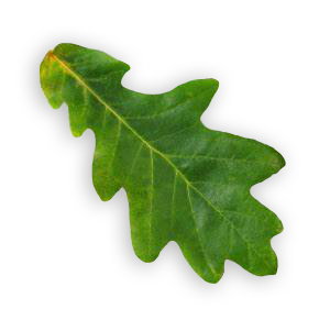 roble-hoja